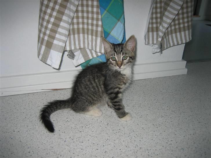 Huskat Tolouse - Her er jeg lige kommet indenfor for første gang, alle de nye indtryk. billede 2