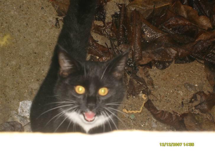 Blanding af racer Lullu (Død) :'( - Velkommen til Lullu´s profil ;)  ..MIAAU!  billede 1