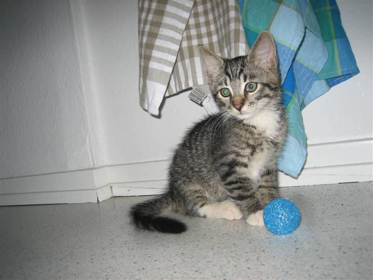 Huskat Tolouse - Jeg fandt hurtugt noget legetøj. billede 3