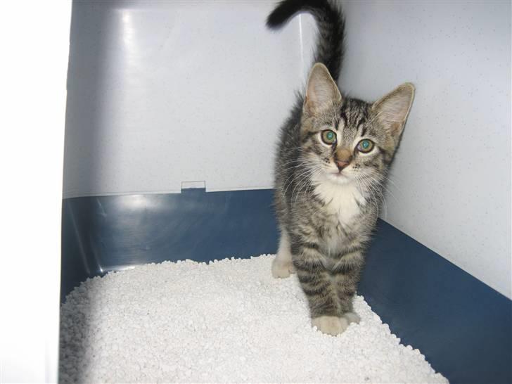 Huskat Tolouse - Mit toilet fandt jeg også hurtigt. billede 4