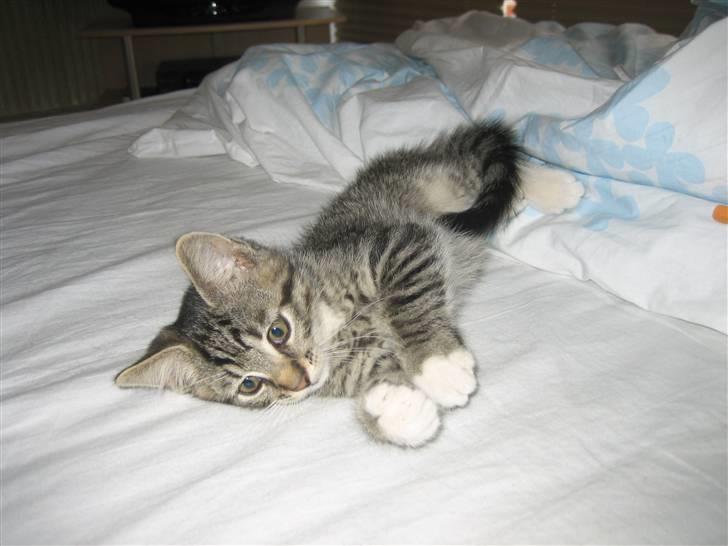 Huskat Tolouse - Jeg har ligget og sovet oppe ved mor og far hele natten. billede 5