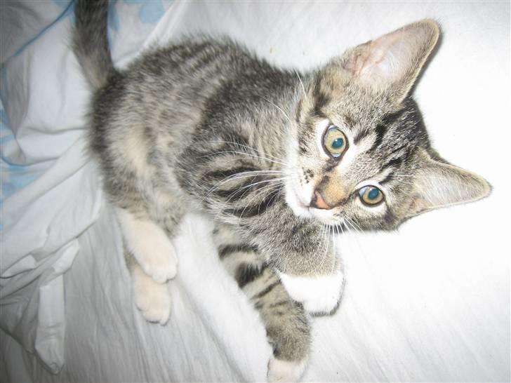 Huskat Tolouse billede 6