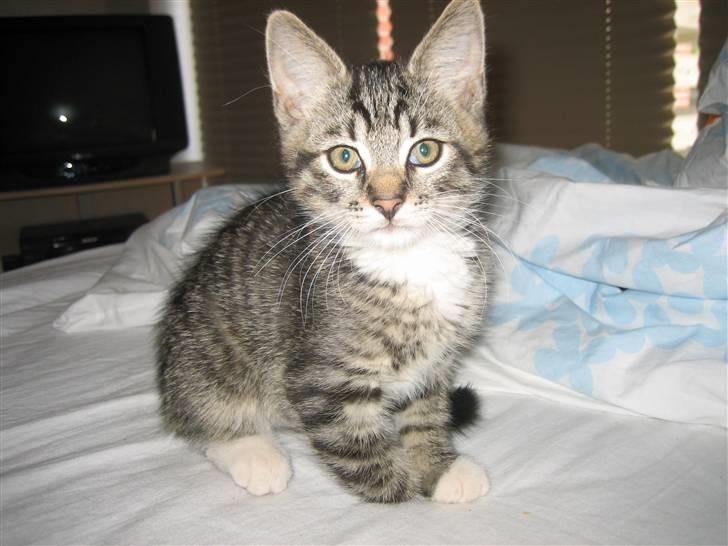 Huskat Tolouse - Se mine fine ører. billede 7