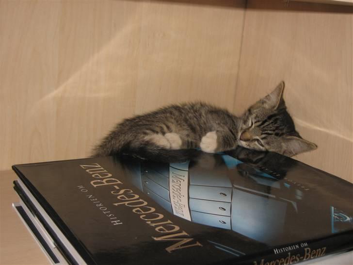 Huskat Tolouse - Efter at have løbet hele huset igennem, lagde jeg mig til at sove bag fars bilbøger. billede 8