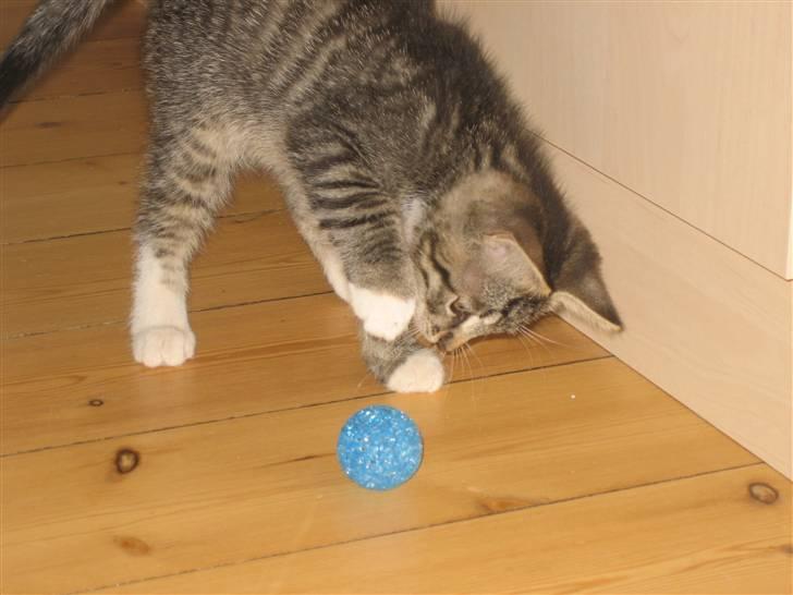 Huskat Tolouse - Også var jeg klar til at lege igen. billede 9