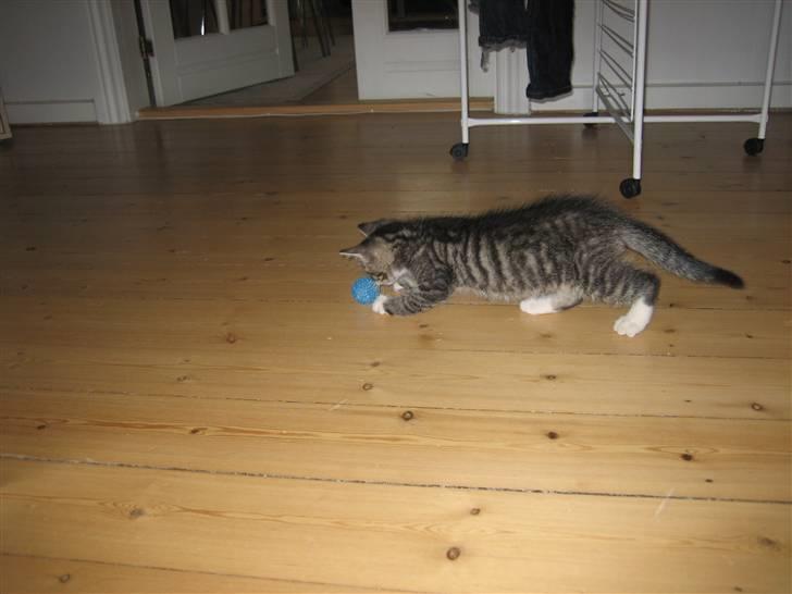 Huskat Tolouse billede 10