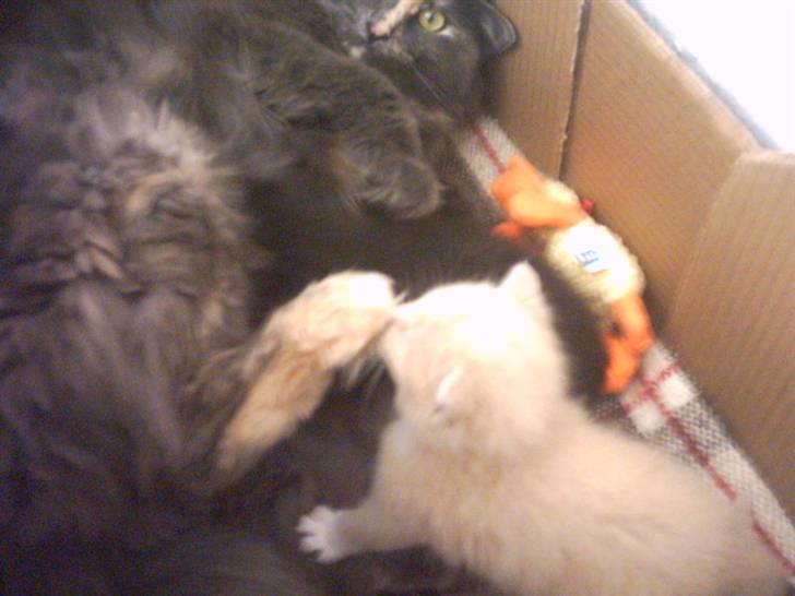 Blanding af racer O'Mally  (Død) :'( - Puuhaa! Mor har sure tær .. Haha billede 3