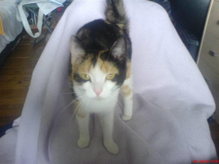 Blanding af racer olivia - olivia´s faste plads når jeg er på computeren er selvfølgelig stolen ved siden af mig :p og intet kan forhindre hende i at smide sig på denne stol heller ikke et skrit tæppe til heste som hun fint står på her ;P billede 11