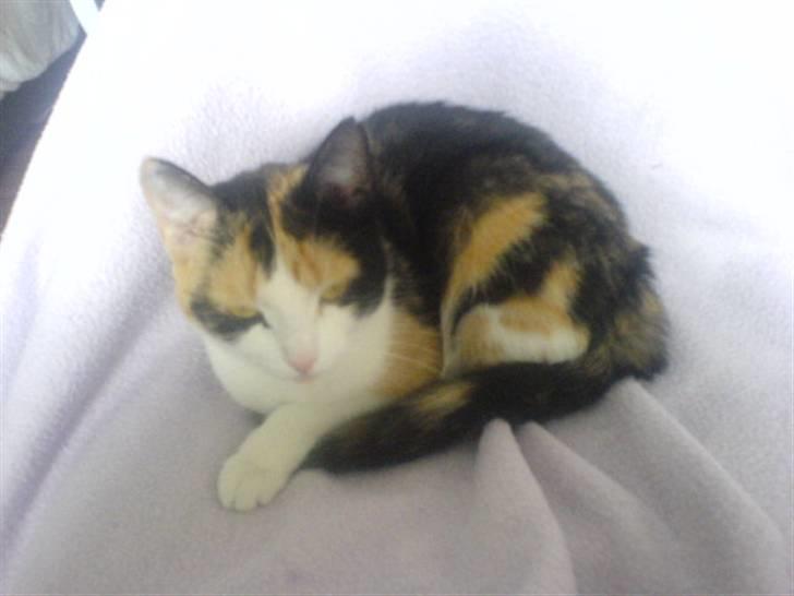 Blanding af racer olivia - det er også hårdt at prøve at fange musen oppe på computer skermen så vi tager lige en slapper på stolon :s billede 12