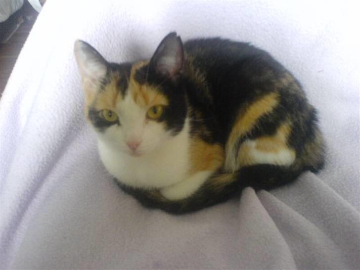 Blanding af racer olivia - hvornår er du ferdi med den computer så du kan leje med mig :p billede 13