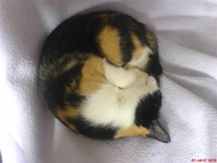 Blanding af racer olivia - Godnat  Zzzzzzz billede 14