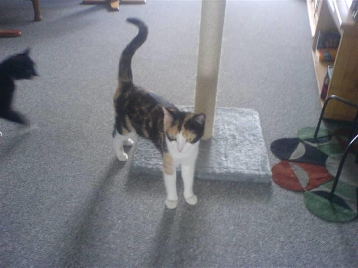 Blanding af racer olivia - Det er så olivia og deres 4 krette bræt :p og så tænker i sikkert hvorfor står det 4 krette bræt jo det er fordi at olivia har fundet ud af at hun kan kravle op på det med alle 4 potter og det er ikke alt der kan klare den vægt :p billede 15