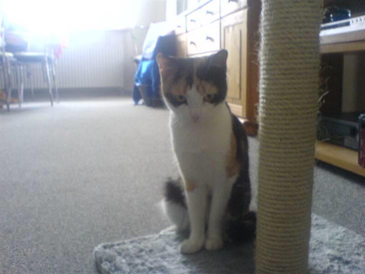 Blanding af racer olivia - heerj med jer der kommer snart nye billeder men forst efter vi har været på ferie :p billede 16