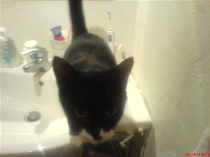 Blanding af racer stripe R.I.P. :'(  - ubs jeg blev tagt i at drikke fra håndvasken :N lad mig komme væk billede 4