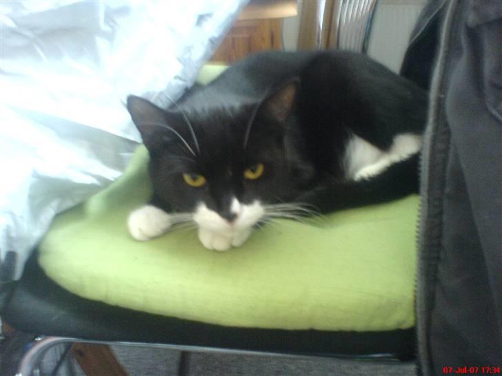 Blanding af racer stripe R.I.P. :'(  - stripe på hendes ynglingsstol  billede 5