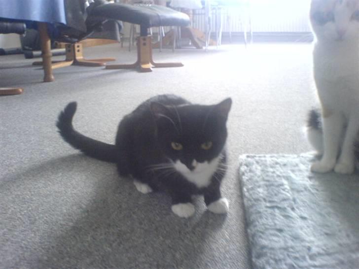 Blanding af racer stripe R.I.P. :'(  - Heeerjza med jer<3<3<3<3<3<3<3<3<3<3<3<3 billede 6