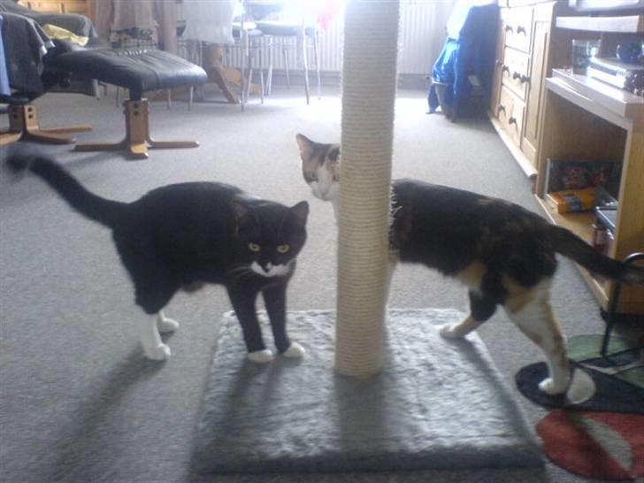 Blanding af racer stripe R.I.P. :'(  - Heerjza olivia ska viløbe om kab billede 7