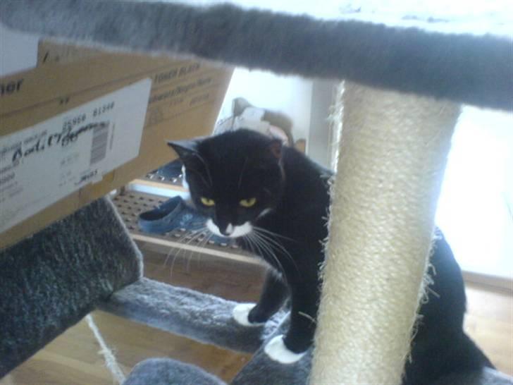 Blanding af racer stripe R.I.P. :'(  - her er der vel sikkert for tornadoen olivia billede 8