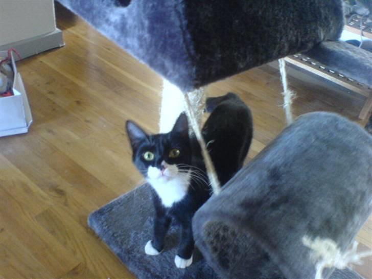 Blanding af racer stripe R.I.P. :'(  - følger i efter mig eller hva ? billede 9