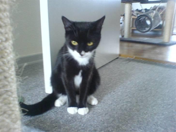 Blanding af racer stripe R.I.P. :'(  - syns du min bagdel er for stor? Hmm neerj den er fin nok:) ud og spise noget mer :p billede 10