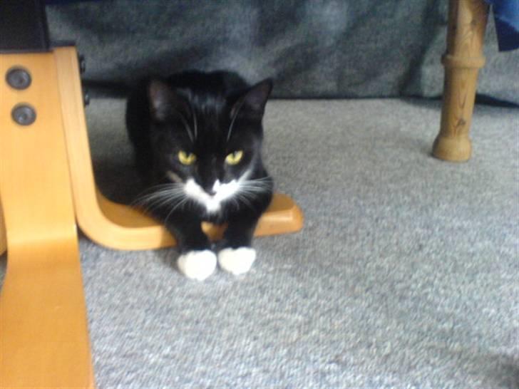 Blanding af racer stripe R.I.P. :'(  - årh så træt billede 11