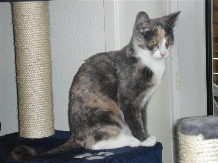 Huskat Olga billede 10