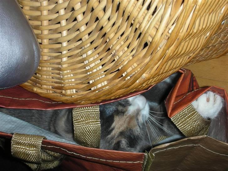 Huskat Olga - Kan i finde mig? billede 11