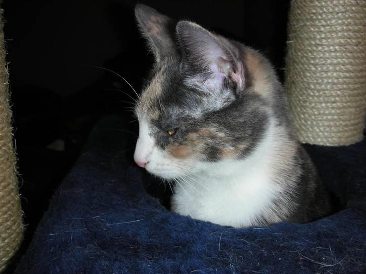 Huskat Olga - Hov, hvor er resten af mig?? billede 12