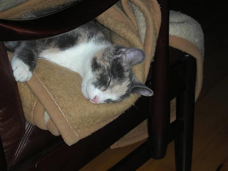 Huskat Olga billede 13