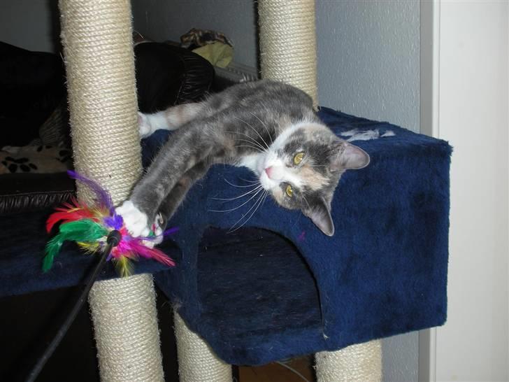 Huskat Olga billede 15