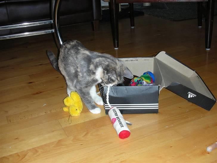 Huskat Olga - Godt man selv kan finde noget at lege med, når de andre nu ikke gider lege. billede 16