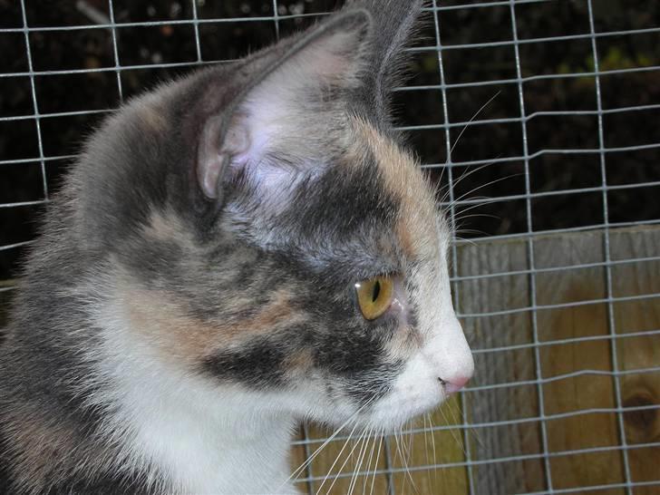 Huskat Olga - I får lige et billede i profil også :-) billede 17