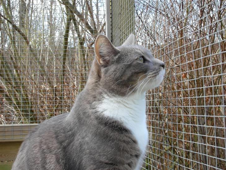 Huskat Miss Gråmis billede 10