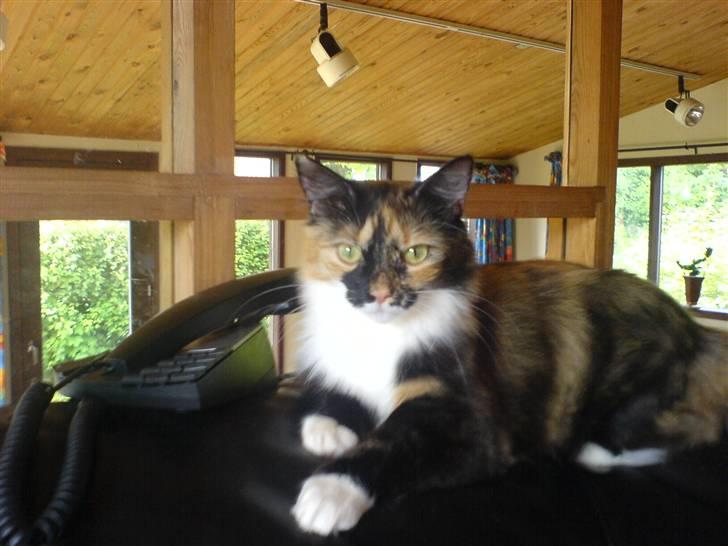 Norsk Skovkat Chanel - Det her er det nyeste billede af Nellemis.  billede 9