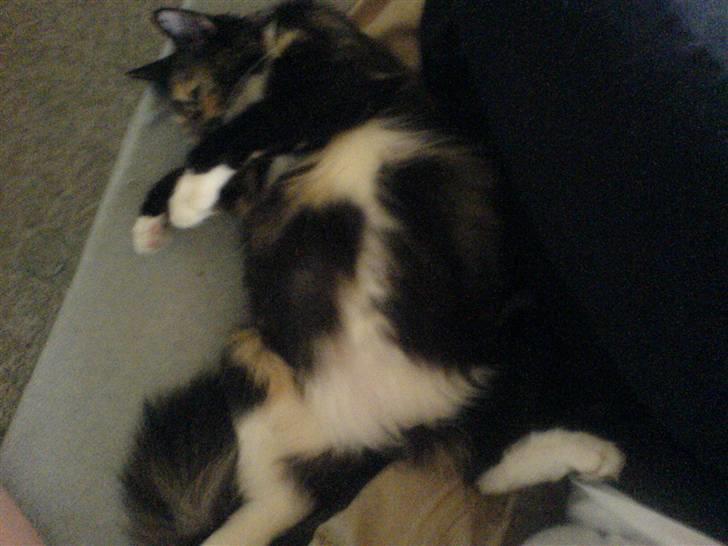 Norsk Skovkat Chanel - Det her er billede er taget dagen før hun fik killinger. :o) billede 10