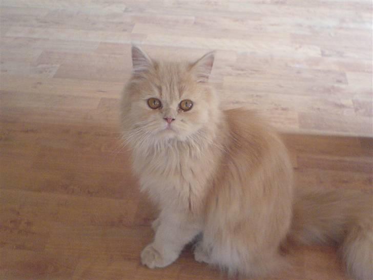 Blanding af racer Isabella - "Mors" lille Isabella billede 1