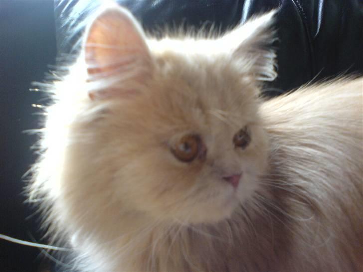 Blanding af racer Isabella - Min lille luksus skat. billede 2