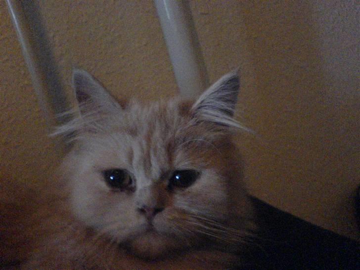 Blanding af racer Isabella - Dejligt at ligge og spinde i "mors" seng. :o) billede 3