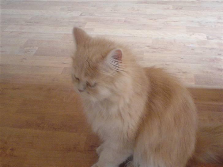 Blanding af racer Isabella - Lidt mut over at blive fotograferet. He! He! billede 4