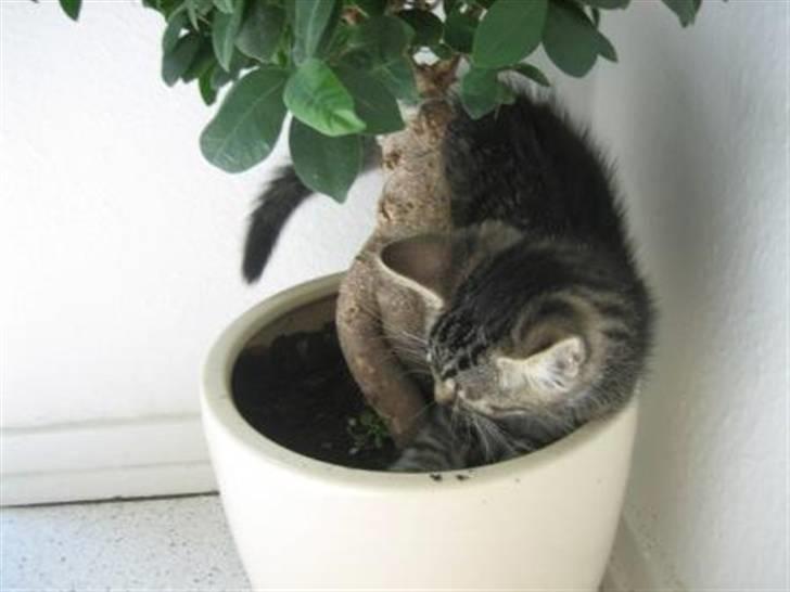 Huskat Tolouse - Jeg kravler oppe i alle mors planter, så der er jord udover det hele. billede 11