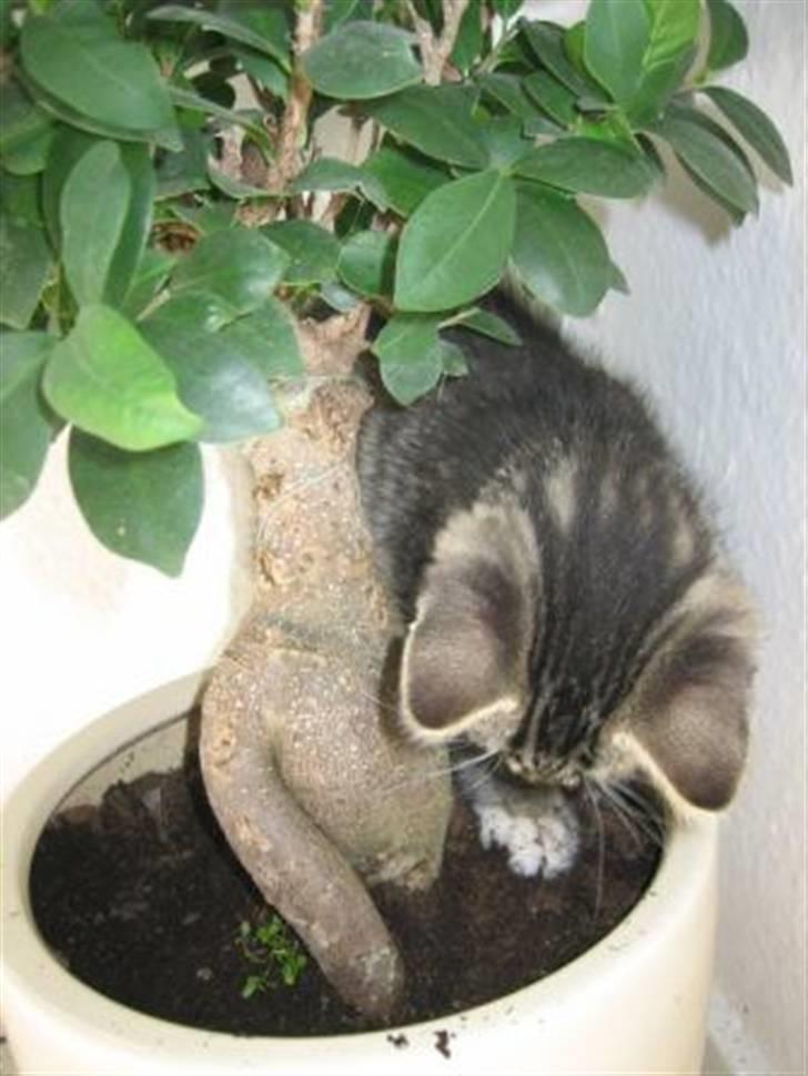 Huskat Tolouse - Elsker at få beskidte poter. billede 12