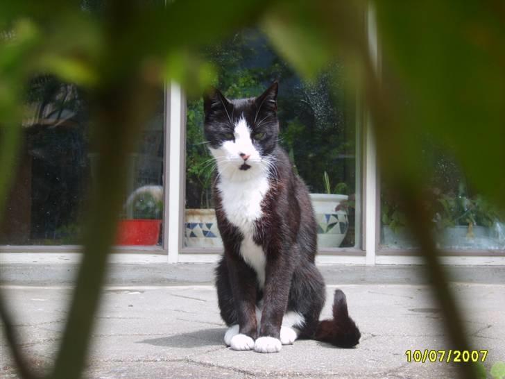 Huskat Kasmir - HVIL I FRED :( billede 1