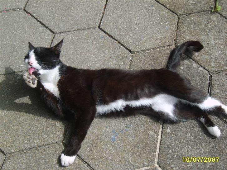 Huskat Kasmir - HVIL I FRED :( billede 2