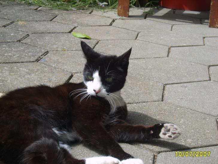 Huskat Kasmir - HVIL I FRED :( billede 3