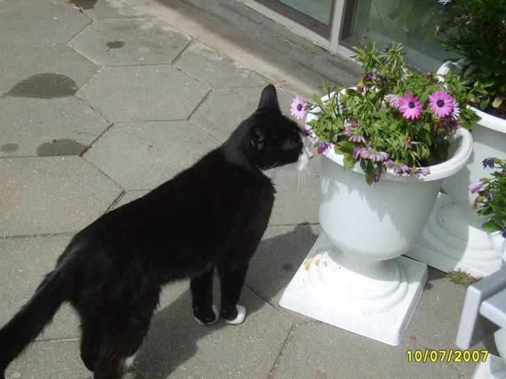 Huskat Kasmir - HVIL I FRED :( billede 4