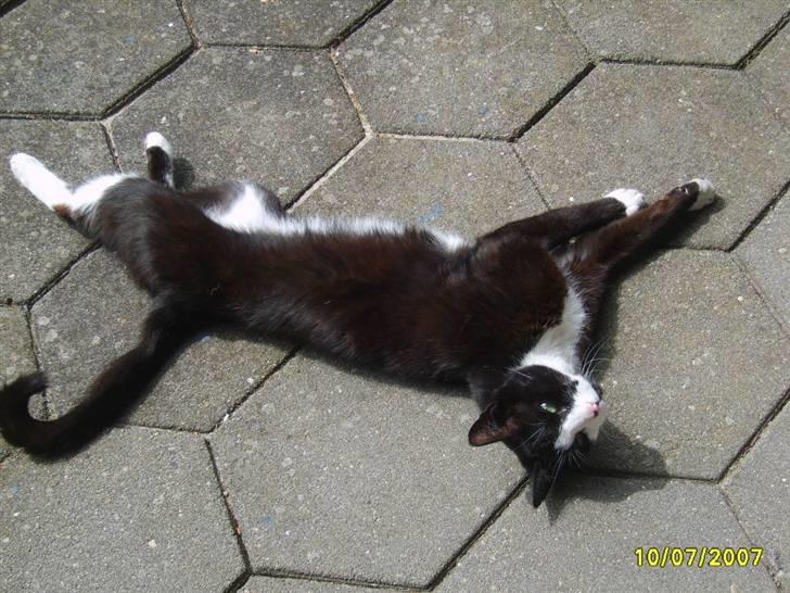 Huskat Kasmir - HVIL I FRED :( billede 5