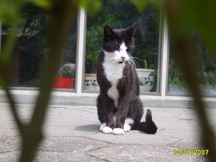 Huskat Kasmir - HVIL I FRED :( billede 6