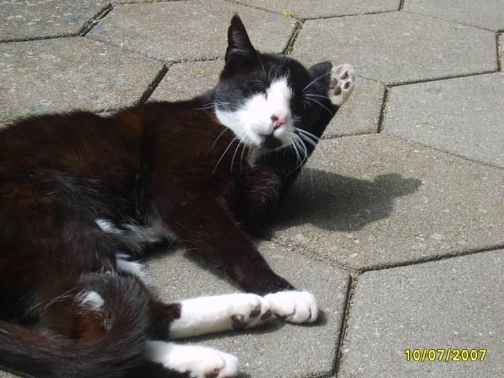 Huskat Kasmir - HVIL I FRED :( billede 7