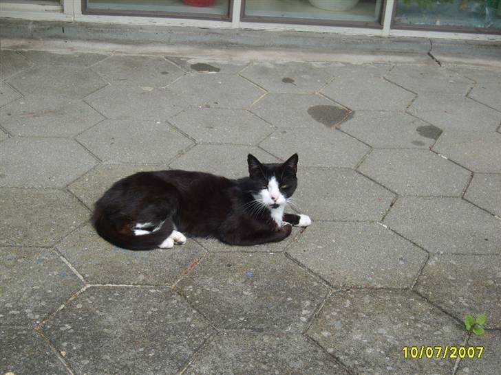 Huskat Kasmir - HVIL I FRED :( billede 9