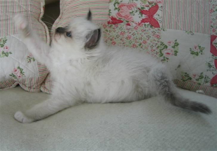 Hellig Birma Chicabee's Calypso  - 5 uger gammel imorgen billede 6